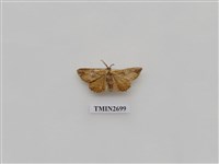 藏品(尺蛾243)的圖片